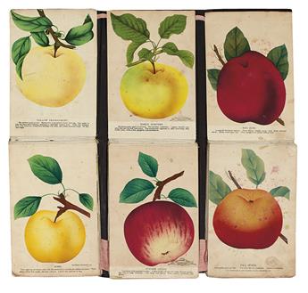 (BOTANICAL--HORTICULTURAL--CATALOG.) Vredenburg & Co. Travelling salesmans catalog of fruit, flowers, and trees.